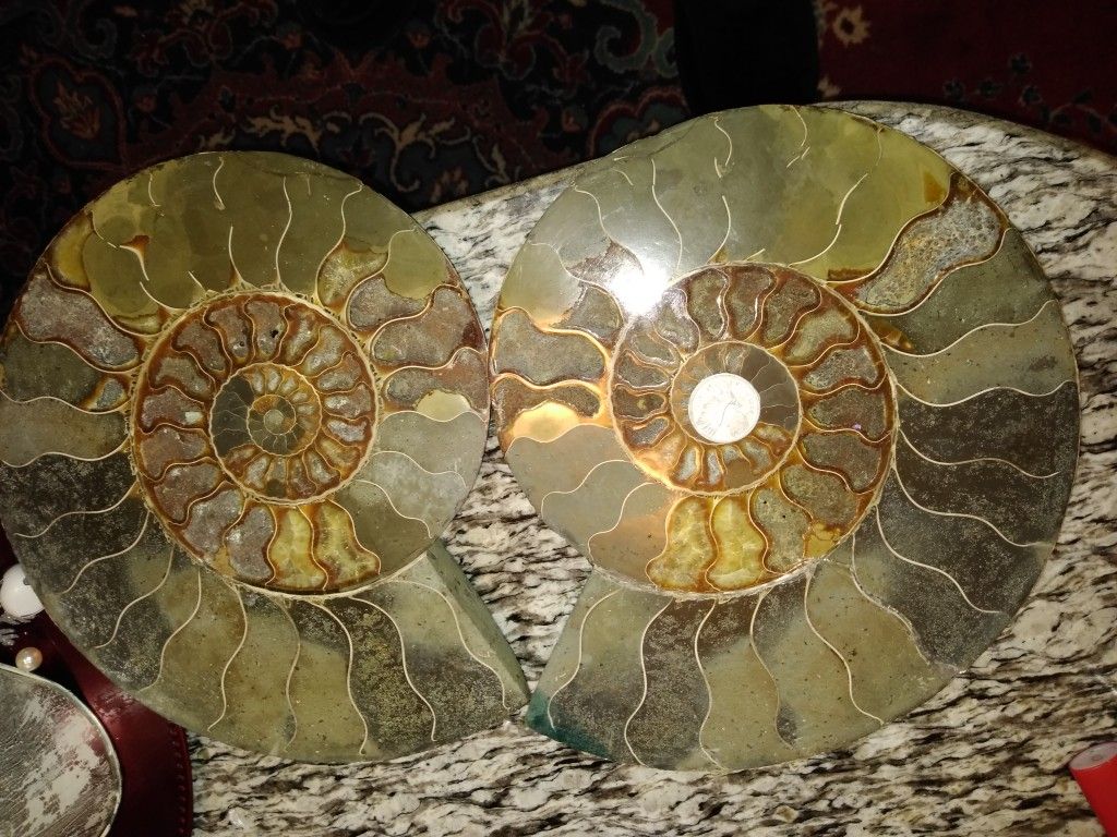 Large prehistoric fossilized ammonite snails