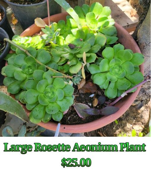Large Rosette Aeonium Plant With Some Succulents