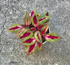 $7 Coleus Shade Plant