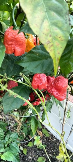 Carolina Reaper S