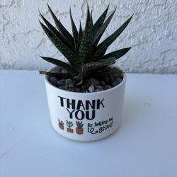 Gasteria Kyaka