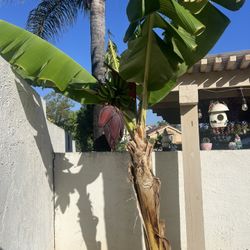 Banana tree