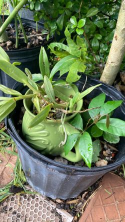 Plantas