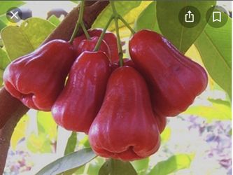 Green Diamond wax Apple Healthy Plan Very Crunchy And Sweet , Seed Less Please contact Sandy (contact info removed)