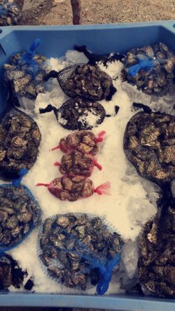 Fresh oysters