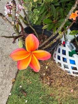 all different colors,  plumerias  all for 30