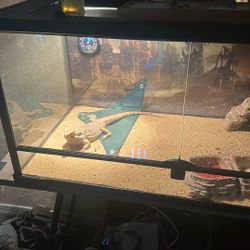 Bearded Dragon/Cage/More