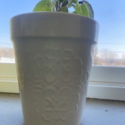 White Sage Pot 