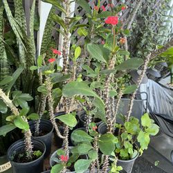 Crown of Thorns plants