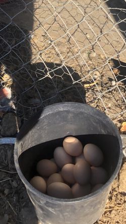 ORGANIC EGGS