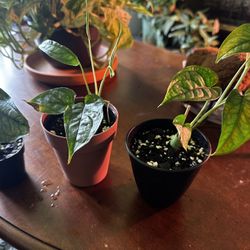 Silver Monstera Rooted Cuttings