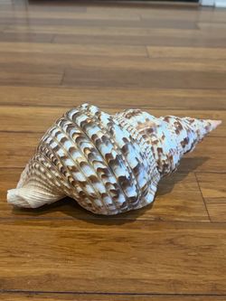 Decorative 12-inch Triton’s trumpet shell (Charonia tritonis)