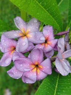 RARE: Purple serendipity plumeria