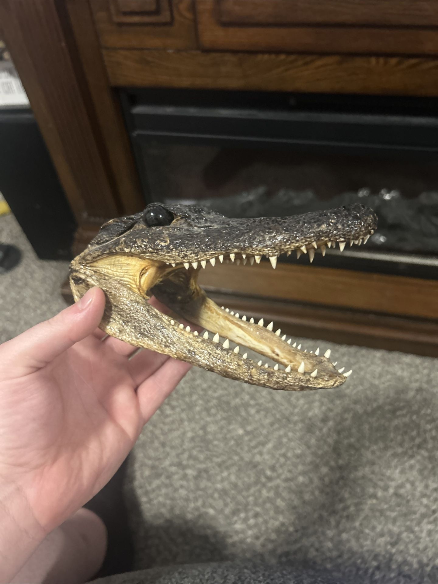 Taxiderm Alligator Head