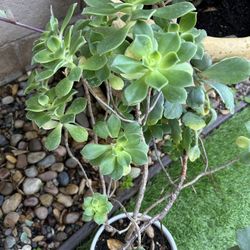 Succulents - Large