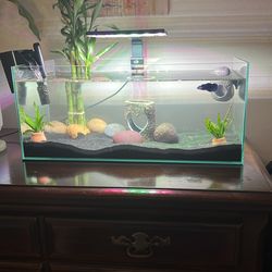 Betta tank