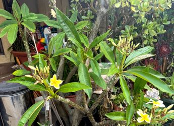 Plumeria yellow color  36" Tall