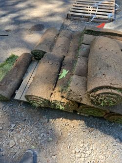 Fresh cut Fescue grass  hundred and fifty square feet