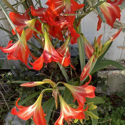 LILLY PLANTS FIR SALE IN PLASTIC POTS OR BY PICE 