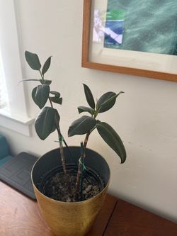 Indoor plants