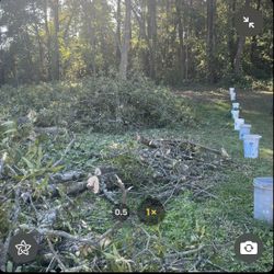 Free Pecan Tree Wood