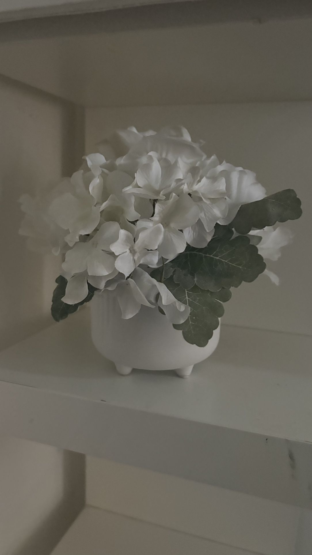 White Flower Plant