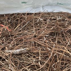 Pine straw