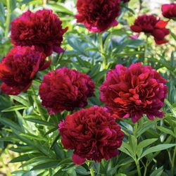 Peony plant red flowers