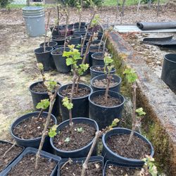 Potted Grape Plants
