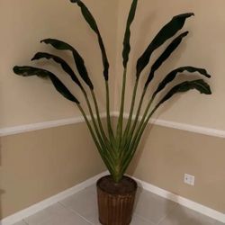 Tall Indoor Plant in Pot