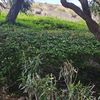 Sandi
