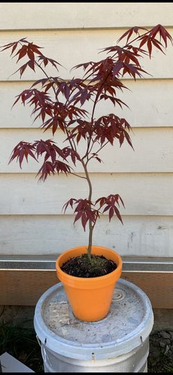 Bonsai, Japan Maple 23 inches