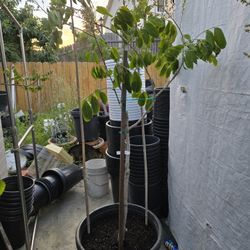 SRI CHOMPOO LOGAN TREE