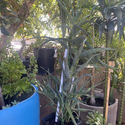 Plant For Sale