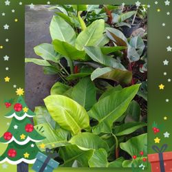 Beautiful Green 💚 Congo Plants 7gl $25
