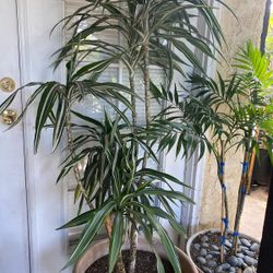 Corn Plant $46 each 