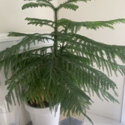 Norfolk Pine Houseplant