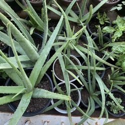 Small Plants Available