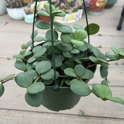 Peperomia Hope, live plant in 6” nursery pot. ✔️ profile for more🪴 