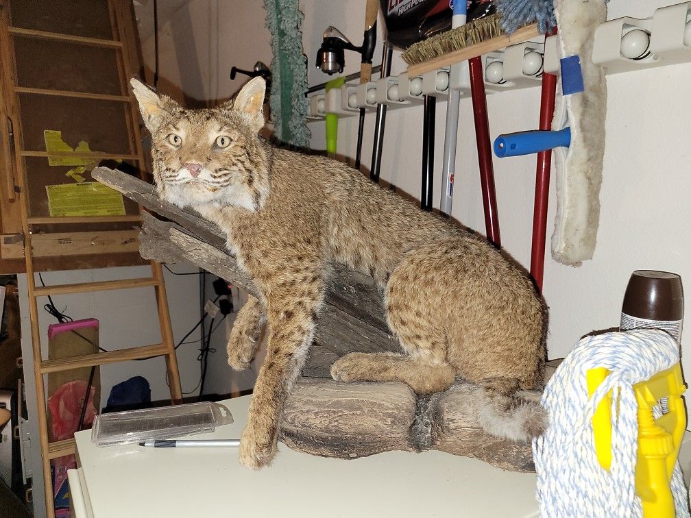 Taxidermy Bobcat
