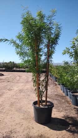 Hybrid Mesquite Trees