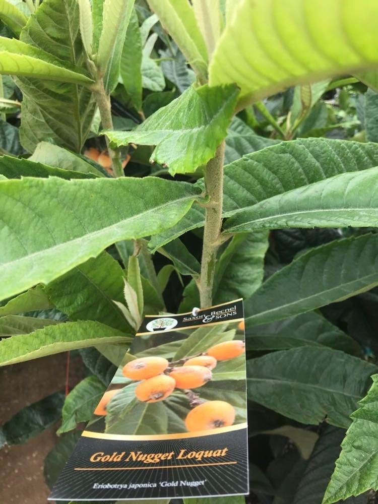 Golden Nugget Loquat Japanese Plum 4ft 4gallon Fully Grown Self Pollinating Tree