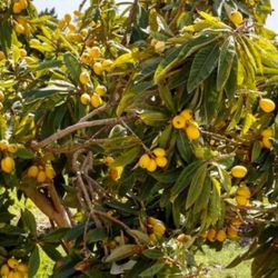 Loquat Tree 3gallon 