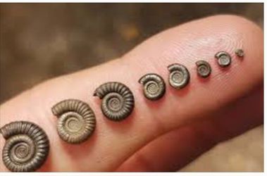 NEWLY DESIGNED JEWELRY FOSSILS NECKLACES TUBE HETEROMORPH, CRINOID, CORAL