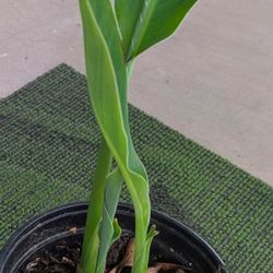 $7 Plantita Ya Casi Va A Florear Lleva 3 Retonos. Color Rosa Muy Bonita . Medianita