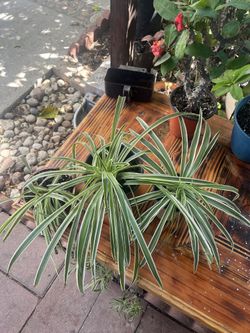 Spider house plant