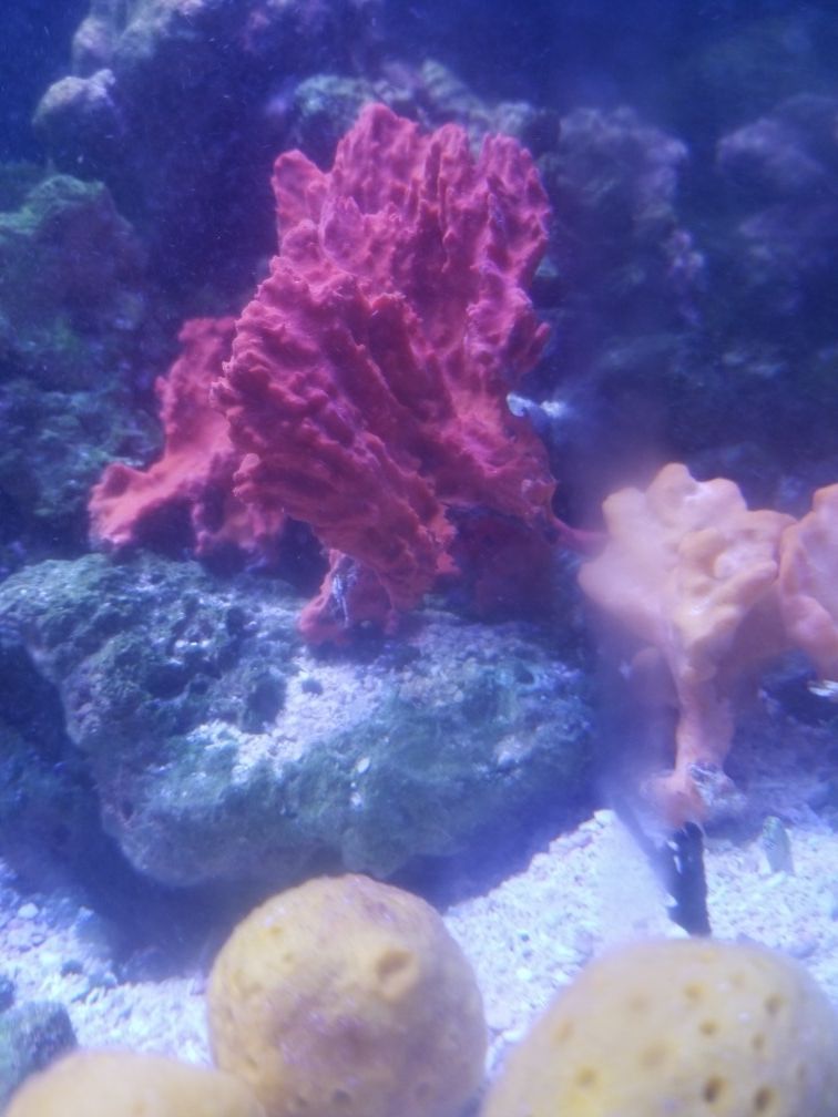 sea sponges trio saltwater aquarium tank for Sale in Santa Monica, CA