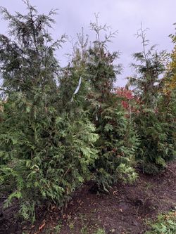 Green Giant Trees (9’-10’)