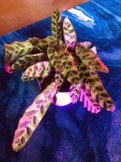 Rattlesnake Calathea