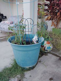 Tomato plant in pot with gnome